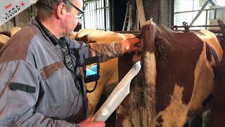 Insémination dune vache avec AlphaVision sans palpé rectal [upl. by Ehtnax]