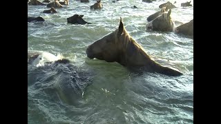 Chincoteague Pony Swim amp Auction  98th Annual Event  Saltwater Cowboys amp Foals Galore [upl. by Bergin341]