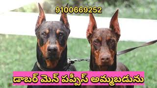 good quality Doberman male and female puppies for sale [upl. by Truk]