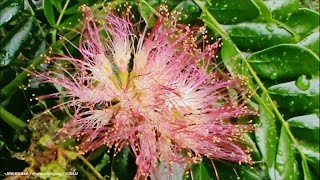 Rain Tree Flower  Kembang Samanea Saman [upl. by Callery923]