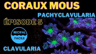 Les Coraux Mous  Episode 5  CLAVULARIA [upl. by Maximo]