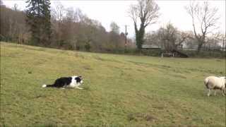 Boss the Border Collie working sheepdog learning whistle commands in training [upl. by Yrocej815]