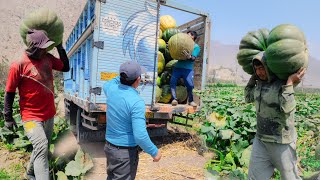 IMPRESIONANTE ZAPALLOS QUE PESAN MÁS DE 100 KILOS Y ASÍ CARGAN 😱🇵🇪🧑‍🌾✅️ [upl. by Atikkin]