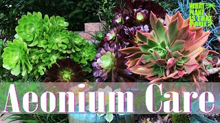 AEONIUM TOUR  How to Care for and Propagate this Amazing Plant [upl. by Danete542]