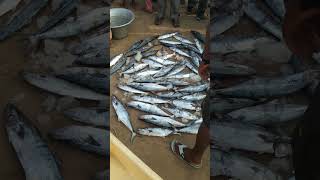 Small Konam Fish market Telugu 🐠 price 60000🐬🦈 subscribe to my channel [upl. by Yuma]