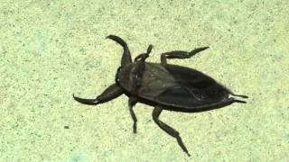 Huge Flying Scorpion Roach Lethocerus americanus is a Giant Water Bug  1080HD [upl. by Notgnimer]