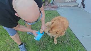 Dog Paw Cleaner for Dogs [upl. by Corwin986]