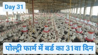 Day 31 of Broiler Poultry Farming  Broiler Chicken Farming [upl. by Ahterod971]