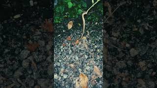 Venomous baby snake 🐍 😩😩spotted near my home copperhead copperheadsnake venomoussnake ytshort [upl. by Sawyor640]