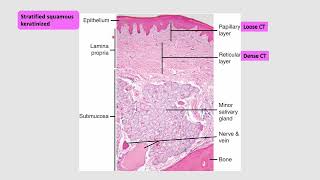 Histology of oral cavity [upl. by Enneibaf671]