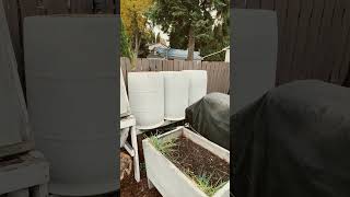 Winterized Rain Barrels rainbarrels gardening [upl. by Idok]