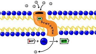 ATP Synthesis and Chemiosmosis in Photosynthesis [upl. by Regdor]