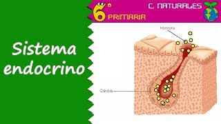 Sistema endocrino Naturales 6º Primaria [upl. by Anived]