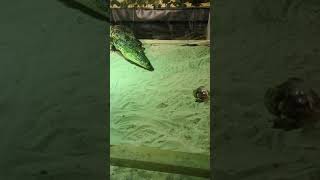 Morelets crocodile feeding pt 1 [upl. by Aneliram70]