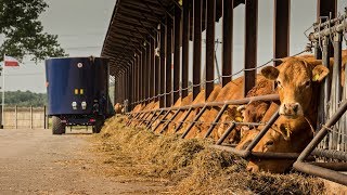 Ferma bydła mięsnego Gołanice 2019  PR Długie Stare  Codzienne obowiązki  Limousine [upl. by Ahsieyk]