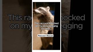 This Raccoon’s Call For Help Will Melt Your Heart animalrescue raccoon shortvideo [upl. by Radford]