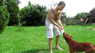 American Staffordshire Terrier From SERBIA  Pictures amp Video [upl. by Nolrah942]