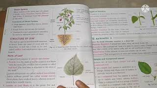 class 6 Icse biology chapter 1 The leaf [upl. by Dee]