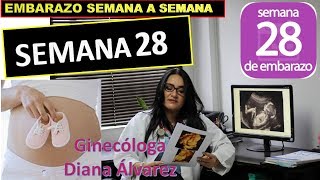 SEMANA 28 EMBARAZO SEMANA A SEMANA POR GINECOLOGA DIANA ALVAREZ [upl. by Euqinad631]