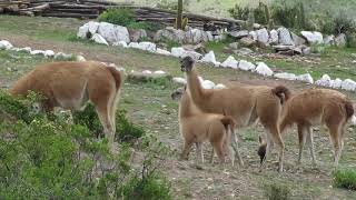 Guanacos en el Santuario Nacional de Calipuy  SERNANP [upl. by Ilke]