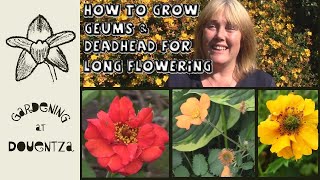 How to Grow Geums amp Deadhead for Long Flowering  Quick amp Easy Guide [upl. by Aisatsanna772]