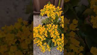 Sydney Spring Blooms  Kalanchoe Blossfeldiana Calandiva Yellow [upl. by Ahsieki]