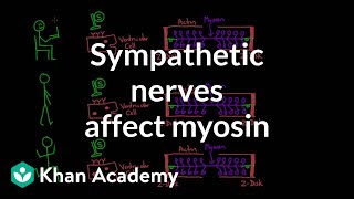 Sympathetic nerves affect myosin activity  Circulatory system physiology  NCLEXRN  Khan Academy [upl. by Lleon]