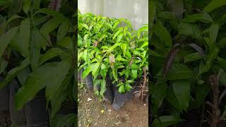 Kesar mango plant shorts video  subscribe now [upl. by Kendall646]