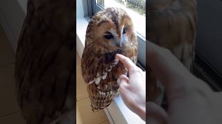 owls के legs इंसानों की तरह होते है by fact wala bhai shorts ytshorts trending factwalavideo [upl. by Peggi547]