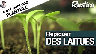 Repiquer les plantules de laitues [upl. by Anaahs]