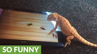 Bearded Dragon successfully plays game on tablet [upl. by Coughlin]