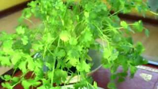 Medicinal properties of Coriander Coriandrum Sativum Cilantro [upl. by Hans98]