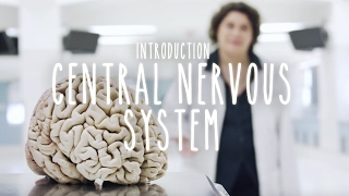 Neuroanatomy S1 E1 Intro to the Central Nervous System neuroanatomy science medicine brain [upl. by Lomax507]