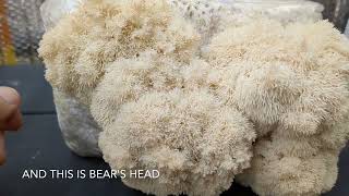 When to harvest your lions mane bears head or coral tooth mushrooms [upl. by Novahc]