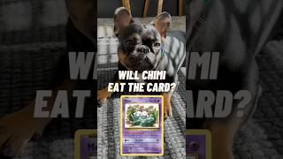 Will Chimi Eat The Card Mew 🔮pokemon pokemoncards pokemontcg frenchbulldog frenchie mew [upl. by Agnesse]