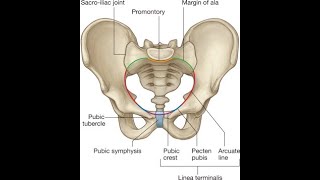 Mnemonics for Pelvic Brim structures Sacral promontory Ala of sacrum Iliopectineal line and Pubis [upl. by Buroker]