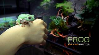 Creating a Vivarium Wonderland for Whites Tree Frogs l Aquaterrarium l カエル l Paludarium [upl. by Earlene]