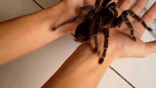 handling salmon pink birdeater  lasiodora parahybana by ah fook [upl. by Zea]