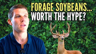 Forage Soybeans worth the hype [upl. by Cohe382]