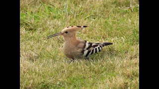 Hoopoe North Walsham Norfolk 61024 [upl. by Fayth472]