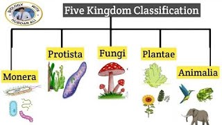 The five kingdom classification with their characteristics NCERT science chapter 7 class 9 [upl. by Demmahum141]