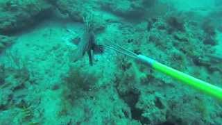 Tons of Huge Invasive Lionfish Speared Off South FL [upl. by Illac396]