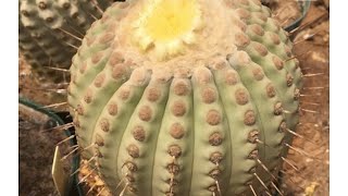 Copiapoa Cinerea columnaalba rare cactus seeds sowing Bought from Mesa Garden [upl. by Inattirb]