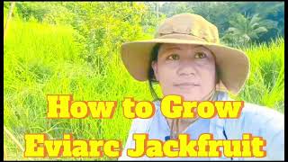 How to Grow Eviarc Jackfruit [upl. by Greabe734]