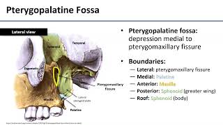 Pterygopalatine Fossa [upl. by Dwyer119]