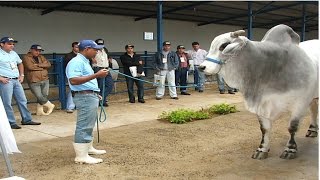 Como Aumentar a Rentabilidade na Pecuária de Corte  Recursos Humanos  Cursos CPT [upl. by Ahsek75]