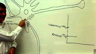 01 parts of the neuron with physiology 01wmv [upl. by Czarra]