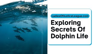 Exploring Secrets Of Dolphin Life ladiesofjusticeleague  dolphin [upl. by Gelasius]