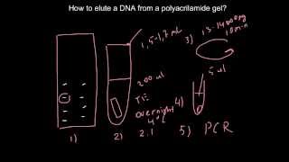 Easy way how to elute a DNA from a polyacrilamide gel [upl. by Modern]