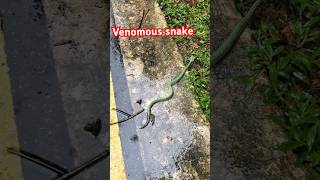 Highly venomous wrangler’s pit viper snake [upl. by Thaine]